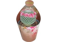 Royal Lemkes Rôzne druhy sukulentov cca pr. 6,5 cm