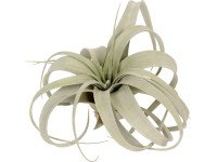 Tillandsia 