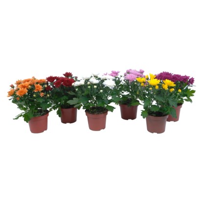 Chryzantéma 3 výhonky mix farieb dvojité plné kvety priemer kvetináča cca 12 cm