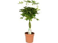 GROW by OBI Šeflera stromovitá (Schefflera) 