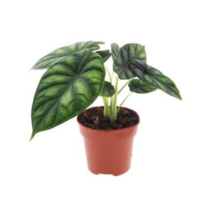 Alokácia "Dragon Scale" 35-40 cm, pr. kvetináča cca 12 cm