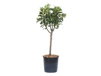 GROW by OBI Jabloň domáca (Malus domestica) 