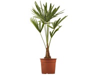 Konopná palma, kvetináča cca 28 cm Trachycarpus zelená