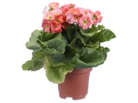 Prvosienka kalíškatá Touch Me priemer kvetináča cca 12 cm