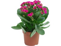 Kalanchoe Blossfeldova fialová p. kvetináča cca 12 cm Kalanchoe bossfeldiana