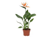GROW by OBI Strelitzia kráľovská (Strelitzia reginae), pr. kv. 12 cm
