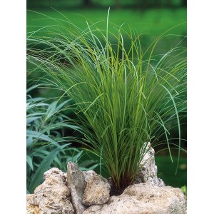 Zelená ostrica GROW by OBI (Carex brunnea) v kvetináči, okrasná tráva na slnečné miesta.
