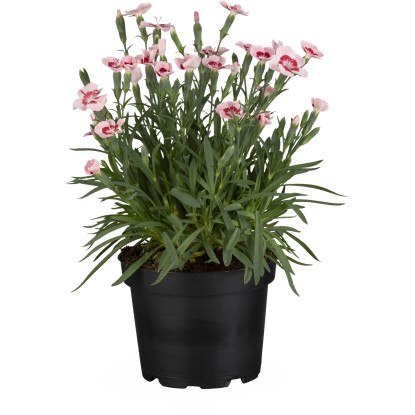 Klinček záhradný "Peach Party" koralová farba priemer cca 12 cm Dianthus