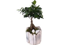 Aranžmán izbového bonsaja v drevenej nádobe priemer kvetináča cca 13 cm