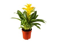 Guzmánia (Guzmania) 