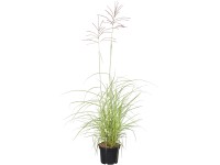 Grow by OBI Ozdobnica čínska (Miscanthus) Flamingo, ružová, pr. cca 23 cm