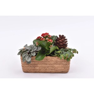 Jesenné aranžmán v košíku: Kalanchoe, Peperomia, Brečtan a šiška v kvetináči.