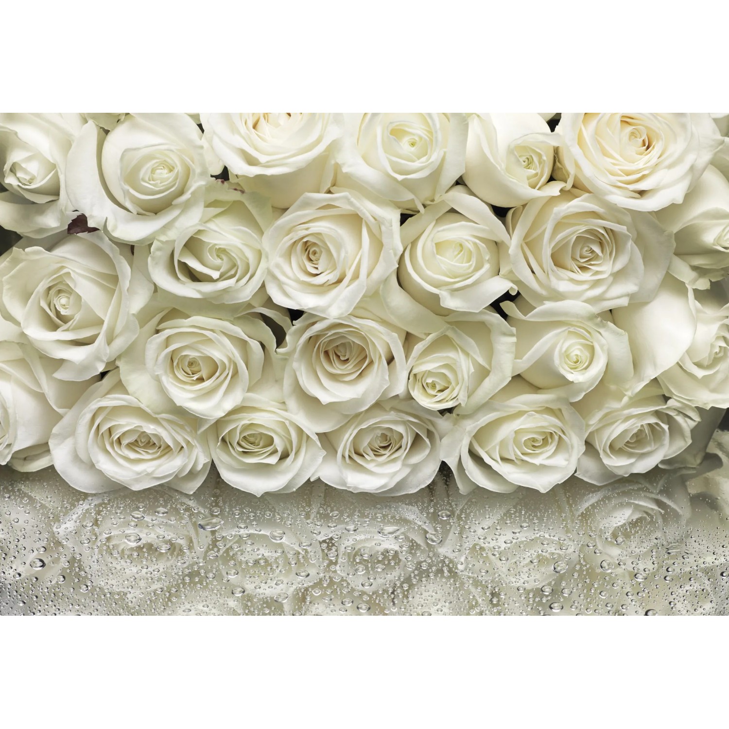 E-shop Komar Papierová fototapeta A la Rose 368 x 254 cm