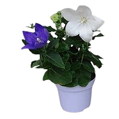 Landgard Platykodón veľkokvetý (Platycodon grandiflorum) "Duo" 10-20cm, pr.12 cm