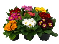 Prvosienka (Primula) priemer kvetináča cca 9 cm