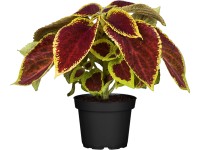 OBI Koleus Blumeho priemer kvetináča cca 13 cm Coleus