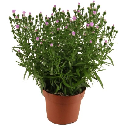 Chryzantéma "Baby Pink" priemer kvetináča cca 14 cm Chrysanthemum