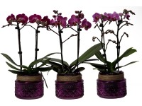 Orchidea motýľokvetá 2 výhonky fialová v sklenenej nádobe s priemerom 9 cm