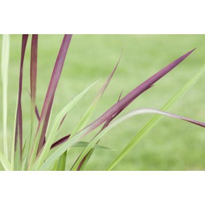Detail červenohnedej japonskej krvavej trávy Red Baron v kvetináči od GROW by OBI.