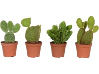 Opuncia figová rôzne druhy priemer kvetináča cca 10,5 cm Opuntia