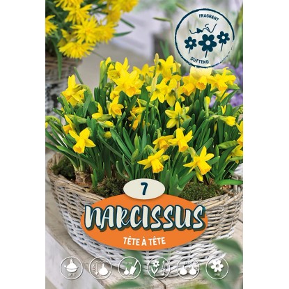 Botanický narcis Tete a Tete