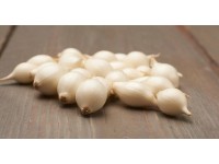 GardenSeed Premium Semienka Cibuľa sadzačka jarná biela / sladká Snowball, 250 g