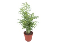 GROW by OBI Palma horská - chamédorea úhľadná priemer kvetináča cca 12 cm