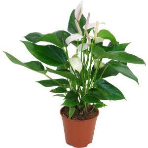 Antúria biela v kvetináči, výška cca 60-70 cm. Anthurium andreanum s bielymi kvetmi.