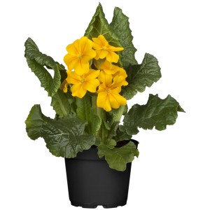 Žltá záhradná prvosienka Cabrillo v kvetináči, cca 13 cm Ø, Primula veris.