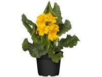 OBI Prvosienka jarná 