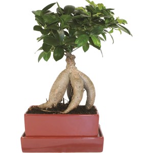 Fikus Bonsai v kvetináči s podšálkou, cca 15 cm priemer kvetináča. Izbový bonsaj so zeleným olistením.