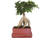 Bonsaj Ficus Ginseng v kvetináči s podmiskou, rozmery kvetináča cca 15 x 15 cm