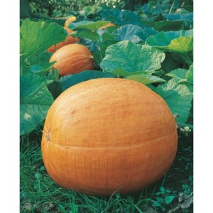 Oranžové tekvice v záhrade, kategória: Semená zeleniny.