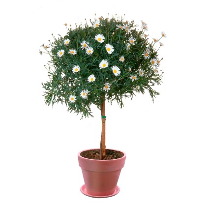 Grow by OBI Záhradná margaréta veľkoúborová biela, pr. kvetináča cca 18 cm