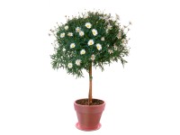 Grow by OBI Záhradná margaréta veľkoúborová biela, pr. kvetináča cca 18 cm