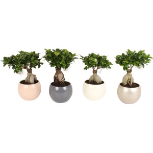Bonsai Ficus Ginseng v keramických kvetináčoch v štyroch farbách, kvetináč cca 19 cm Ø.