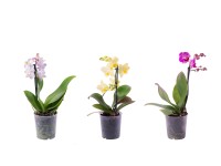 Orchidea motýľokvetá (Phalaenopsis) 1 výhonok 35-55 cm mix farieb pr. 9 cm