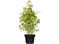 Hortenzia popínavá (Hydrangea petiolaris), biela/krémová, pr. kv. 17