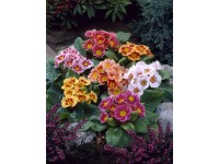 Primula Prvosienka bezbyľová Jupiter s priemerom cca 10,5 cm v rôznych farbách