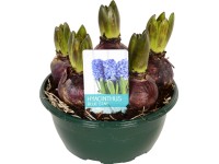 Hyacint (Hyacinthus) 