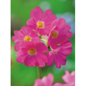 Detailný záber na ružovú prvosienku močiarnu (Primula rosea) so žltým stredom, ideálna pre záhradné jazierka.