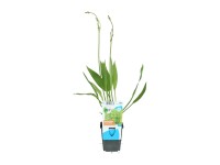 OBI Žabník skorocelový Alisma plantago-aquatica pr. 9 cm
