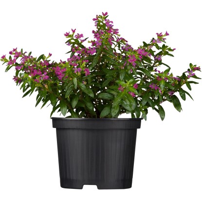 Kufea yzopolistá priemer kvetináča cca 11 cm