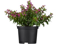 Kufea yzopolistá priemer kvetináča cca 11 cm