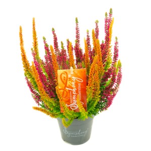 Vres Symphony v kvetináči, Calluna vulgaris s oranžovými a ružovými kvetmi.
