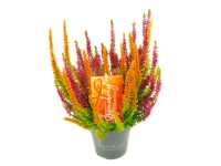 Q-Flower Vres obyčajný (Calluna vulgaris) 