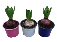 Hyacint (Hyacinthus) priemer kvetináča cca 9 cm