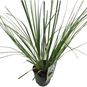 GROW by OBI Mini pampová tráva v kvetináči, zelené stonky. Ideálne pre kvetináče a malé záhrady.