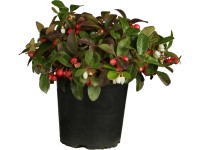 Gaultéria priemer kvetináča cca 13 cm Gaultheria Gaultéria priemer kvetináča cca 13 cm Gaultheria
