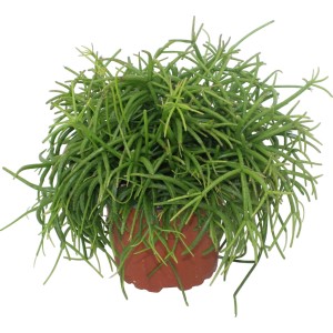 Koralový kaktus (Rhipsalis) v kvetináči, dekoratívny sukulent pre svetlé miesta.